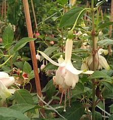           ARETE      Presentaciones: 7", 4 tls / Exposición: Media Sombra. / Riego: Diario.