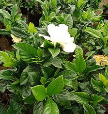 Gardenia Presentaciones: 3 lts., 8 lts. / Exposición: Sol. / Riego: Diario.